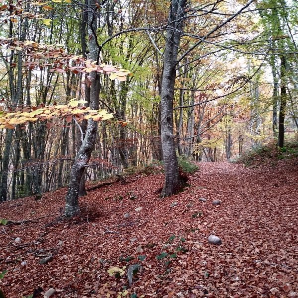 Bosque de Hayedos - Vive Santa Coloma